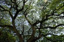 DSC_0485 Treeview 1 * 3008 x 2000 * (3.45MB)